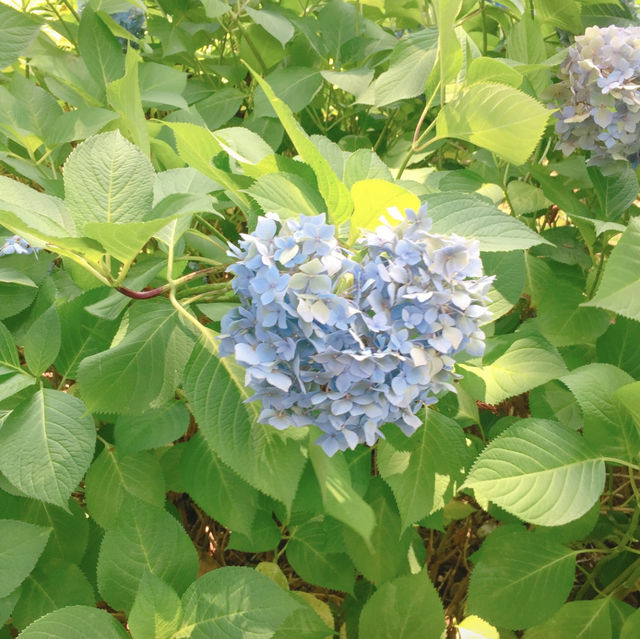 ハートのあじさいと癒しのひととき：三室戸寺の魅力