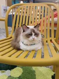 명동 😻🎶고양이 카페, 루프캣미