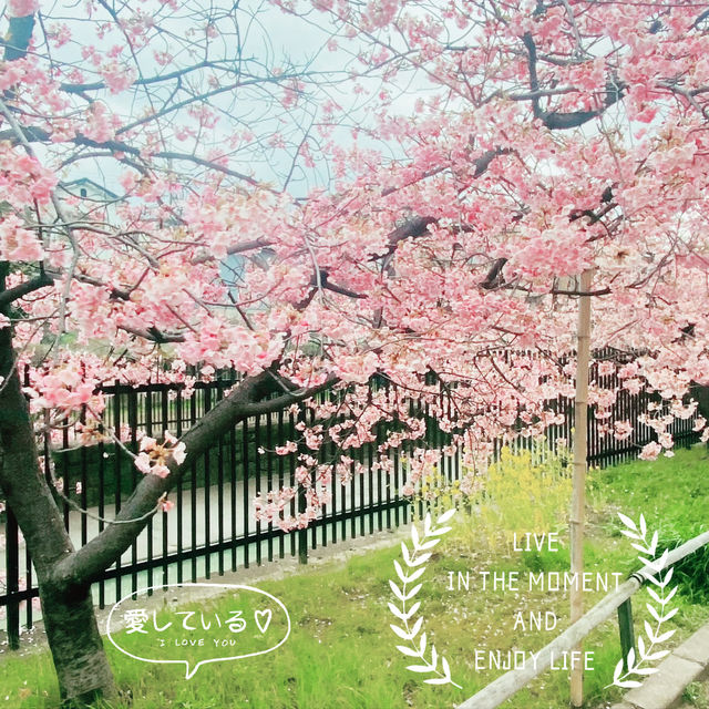 ～淀の河津櫻～