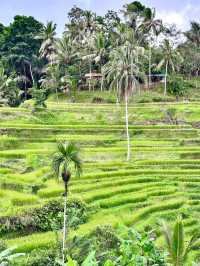 Embracing Nature at Ceking Rice Terrace