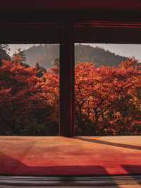 【京都の紅葉スポット】京都　高雄　高山寺