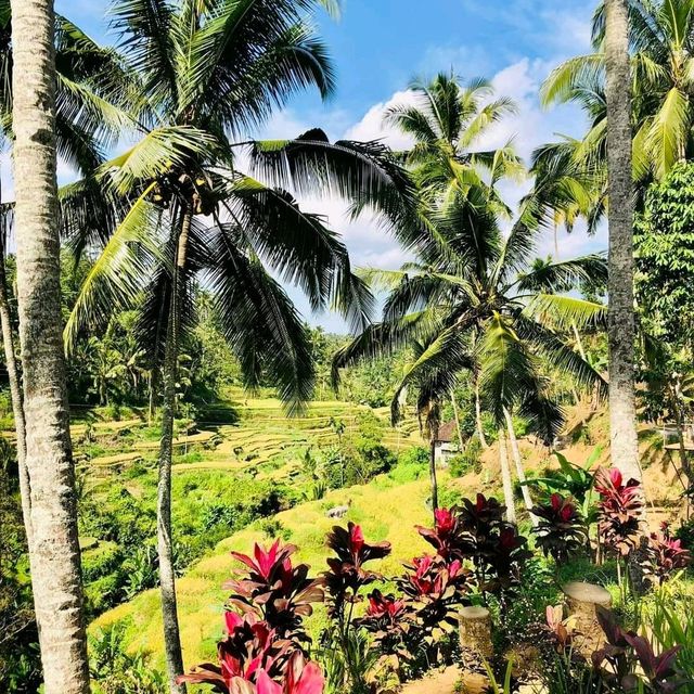 Bali Heaven
