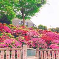 ツツジと千本鳥居が有名！根津神社⛩