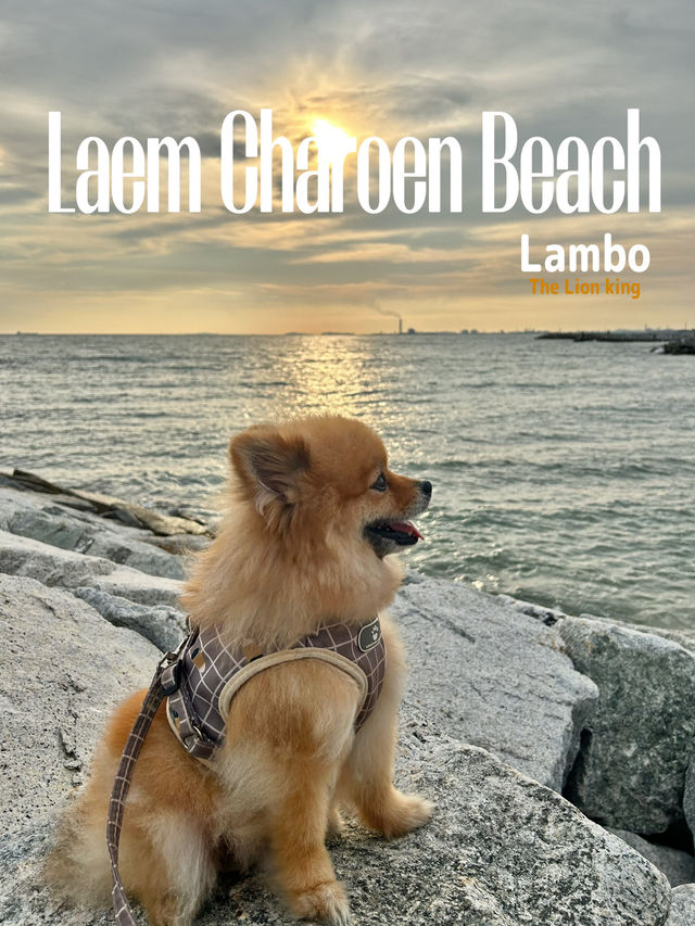 พาน้องหมามาเดินเล่นทะเล🐶🏖️