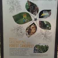 Macritchie treetop walk