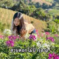 สวนดอกไม้และสวนส้มบนม่อนแจ่ม 🌸 