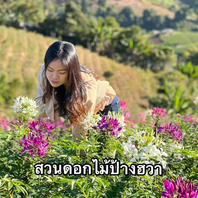 สวนดอกไม้และสวนส้มบนม่อนแจ่ม 🌸 