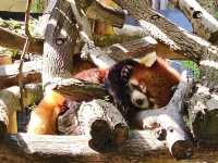 미국 여행 동물을 좋아한다면 San diego zoo❤️