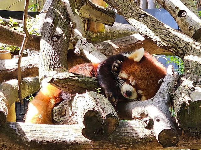 미국 여행 동물을 좋아한다면 San diego zoo❤️