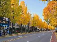 An evening stroll along the Gyeongbukgung stone walls with beautiful gingko tree in autumn