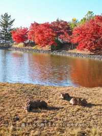 【奈良】銀杏も紅葉も見れる、おすすめの紅葉スポット