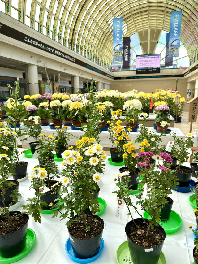 北海道　北海道観光　北広島市菊花展が素晴らしかった！