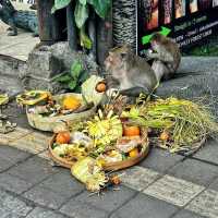 Campuhan Ridge Walk: A Scenic Escape in Ubud