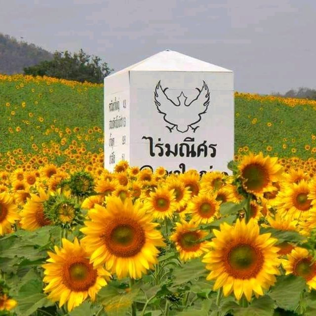 ไร่มณีศร เขาใหญ่ อันซีนโคราช  