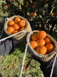 감귤 수확 체험 [제주에인감귤밭]🍊