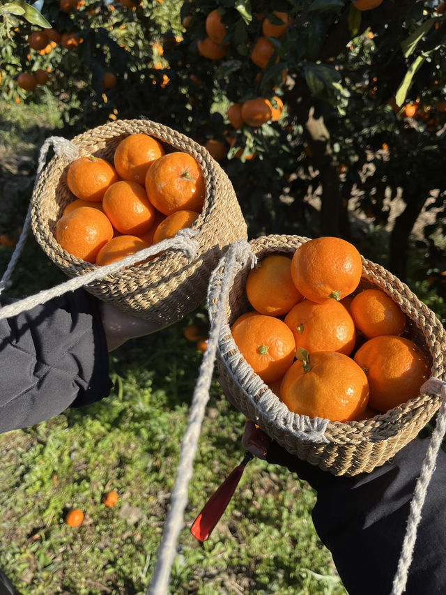 감귤 수확 체험 [제주에인감귤밭]🍊