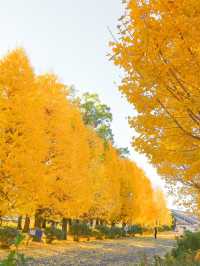 📍 【栃木】　黄金色に輝くイチョウ並木
