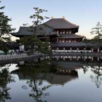 No trip to Nara is complete without visiting the Nara Park!