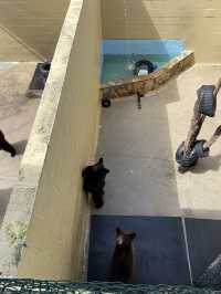 ［北卡旅遊］cherokee bear zoo-分享但不一定推薦🐻🐾