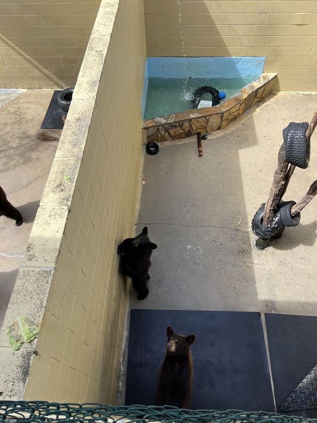 ［北卡旅遊］cherokee bear zoo-分享但不一定推薦🐻🐾