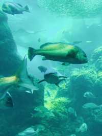 Perfect for summer! Enoshima Aquarium🐠