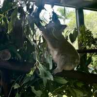 畢爾瓦必去景點|澳大利亞動物園