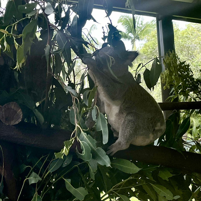 畢爾瓦必去景點|澳大利亞動物園