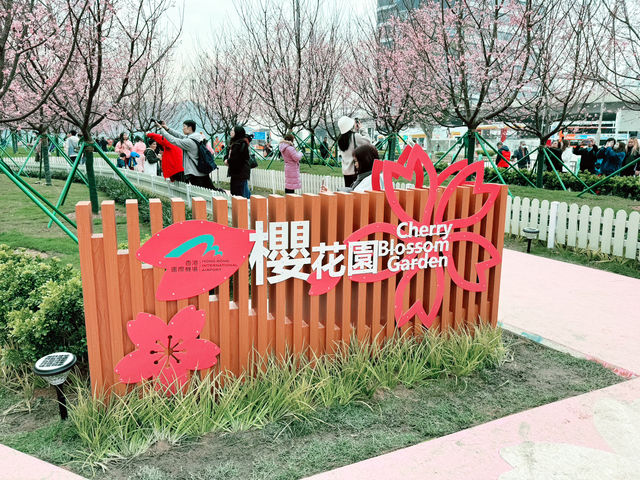 東涌櫻花園：春天的浪漫之旅🌸✨