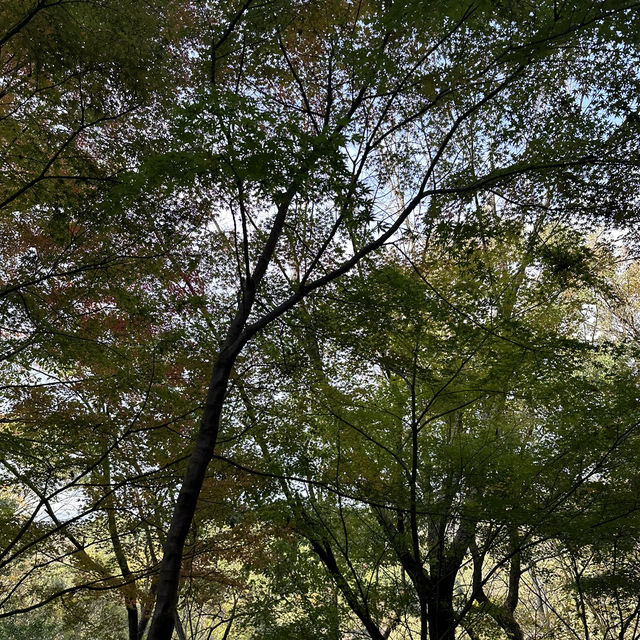 【岐阜観光】岐阜の自然を満喫できる絶景スポット