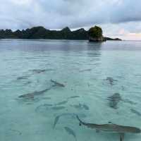 A Paradise Found: My Unforgettable Journey to Raja Ampat!