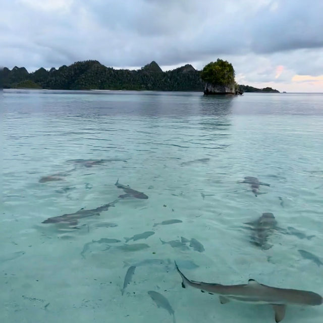 A Paradise Found: My Unforgettable Journey to Raja Ampat!