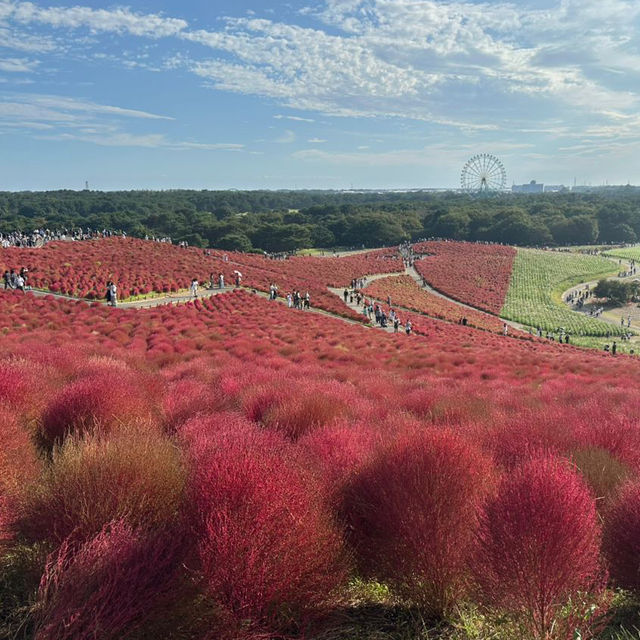 Spectacular public garden in Hitachinaka