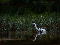 Tranquility by the Barwon: Discover Balyang Sanctuary