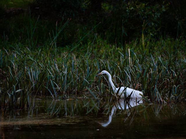 Tranquility by the Barwon: Discover Balyang Sanctuary