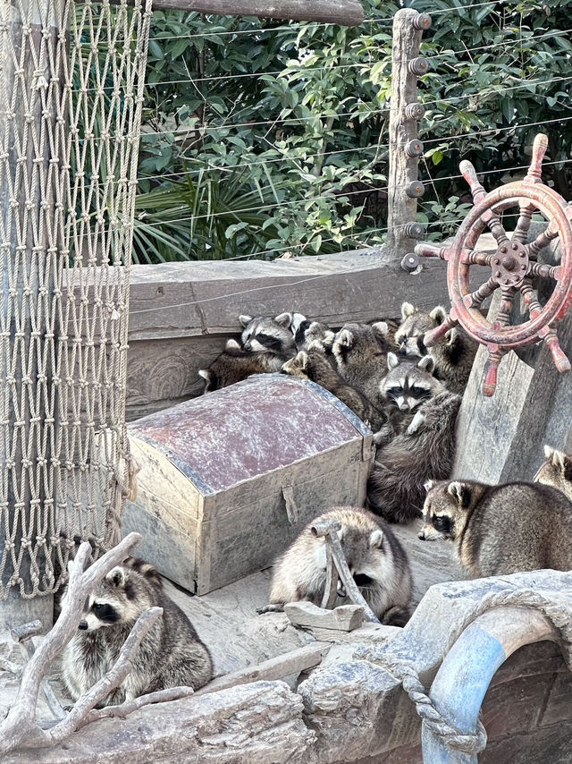 A Wild Adventure at Shanghai Wild Animal Park