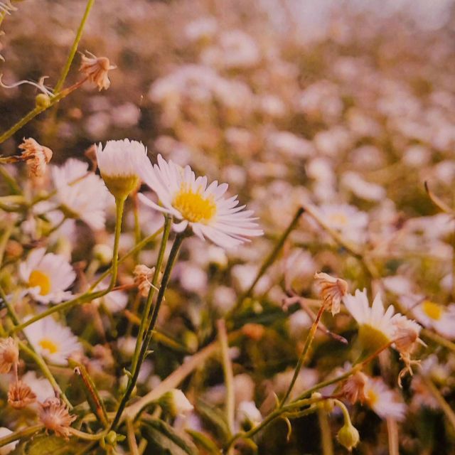 ไปชมดอกไม้ที่งาน ON THE GROUND🌺