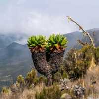 Mawenzi Mount