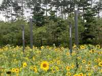 부산시민공원