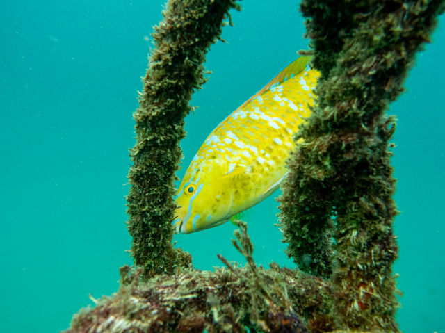 Curious about scuba diving? Go to Koh Tao🏝️🇹🇭