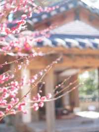 【伊豆×初春の旅】熱海で韓国？を楽しめる庭園