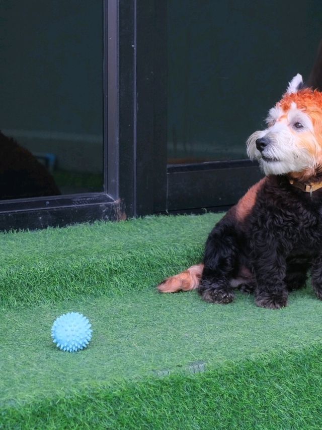 ถูกใจคนรักหมาแมว Zucca - The Pet Sanctuary & Cafe