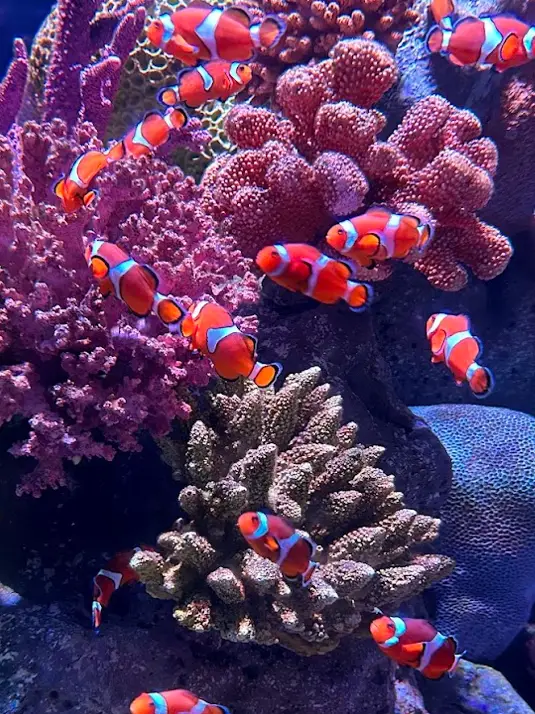 【泰國】美麗的水族館