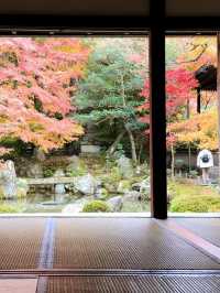 京都｜別樹一格的蓮華寺 靜坐欣賞庭園四季