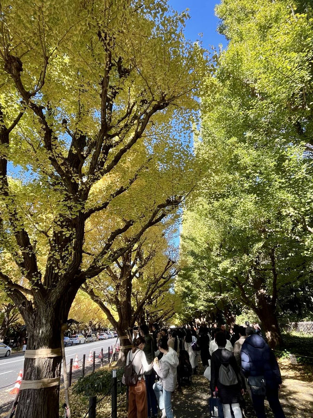 🇯🇵 東京最美銀杏樹大道！
