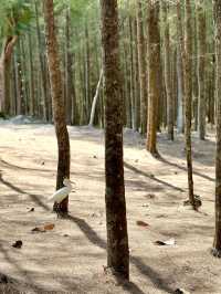 Phupha Coffee Camp ภูผา คอฟฟี่ แค้มป์🏕️