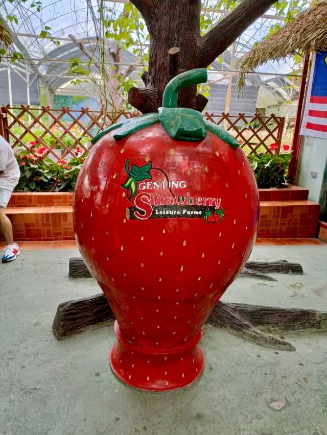 From Peak to Plate: Experience the Genting Strawberry Harvest