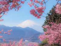 🌸 Matsuda Sakura Festival 🌸