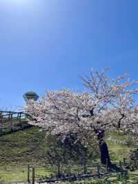 札幌圓山公園的櫻花夢幻之旅 🌸🌳