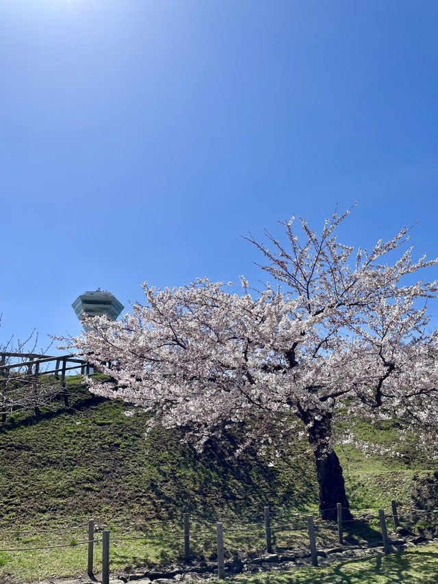札幌圓山公園的櫻花夢幻之旅 🌸🌳