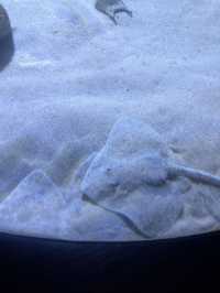 Monterey Bay Aquarium
